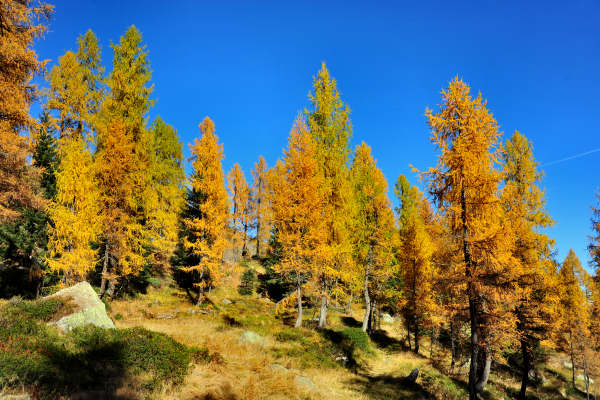 val Viosa, Palon Cavallara, Sternozzena, Orena Tolv&agrave;