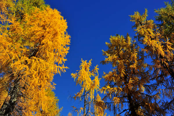 val Viosa, Palon Cavallara, Sternozzena, Orena Tolv&agrave;