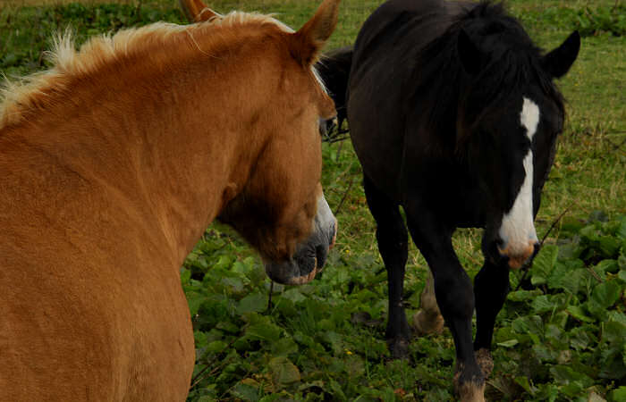 salita al monte Coppolo dal passo del Brocon