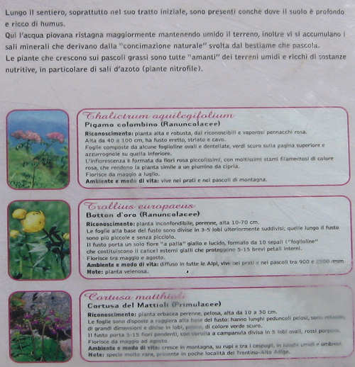 Trodo dei Fiori, sentiero botanico al passo Brocon, Castello Tesino
