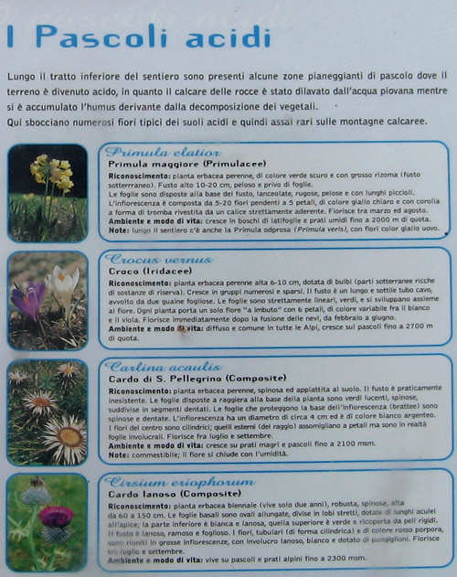 Trodo dei Fiori, sentiero botanico al passo Brocon, Castello Tesino