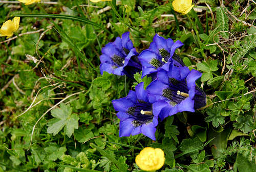 Sentiero botanico dei fiori al passo Brocon, Lagorai