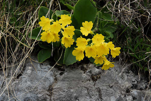 Sentiero botanico dei fiori al passo Brocon, Lagorai