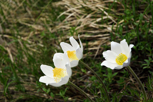 Sentiero botanico dei fiori al passo Brocon, Lagorai