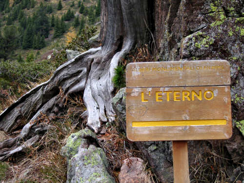 alberi monumentali - l'Eterno in alta Val Cadino, Val di Fiemme