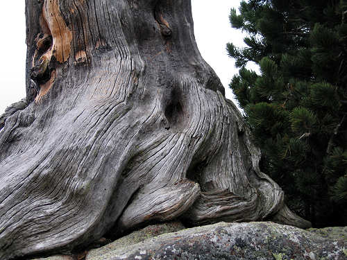 alberi monumentali - l'Eterno in alta Val Cadino, Val di Fiemme