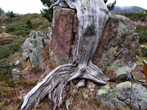 alberi monumentali - l'Eterno in alta Val Cadino, Val di Fiemme