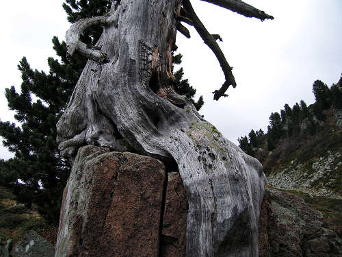 alberi monumentali - l'Eterno in alta Val Cadino, Val di Fiemme