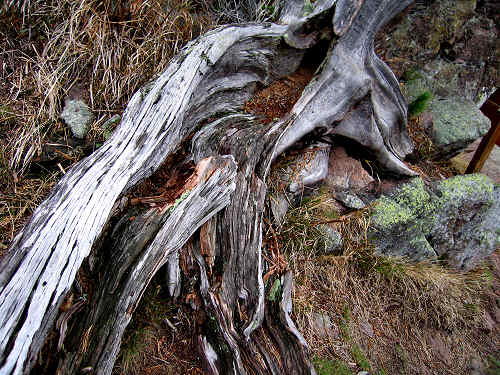 alberi monumentali - l'Eterno in alta Val Cadino, Val di Fiemme