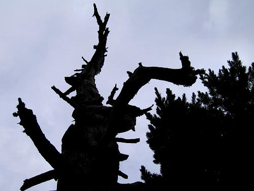 alberi monumentali - l'Eterno in alta Val Cadino, Val di Fiemme