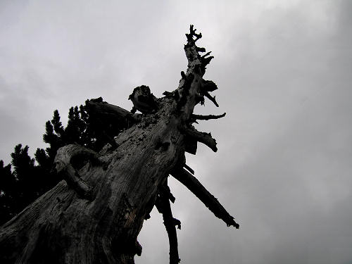 alberi monumentali - l'Eterno in alta Val Cadino, Val di Fiemme