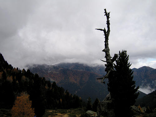 alberi monumentali - l'Eterno in alta Val Cadino, Val di Fiemme