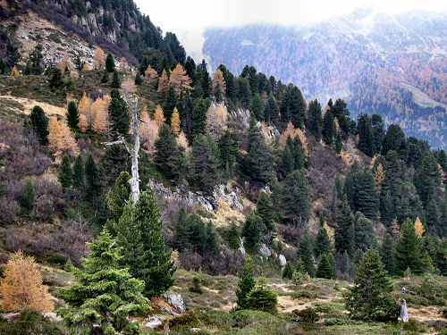 alberi monumentali - l'Eterno in alta Val Cadino, Val di Fiemme