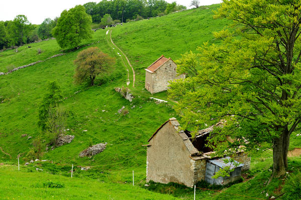Madonna delle Lobbie a malga Lobbia, Pagani Campofontana, Selva di Progno