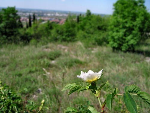 Sentiero Natura di Soave