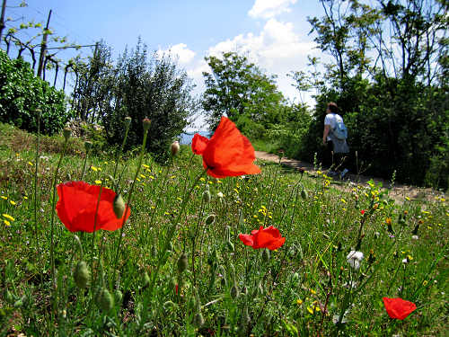 Sentiero Natura di Soave