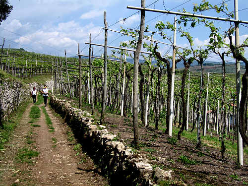 Sentiero Natura di Soave