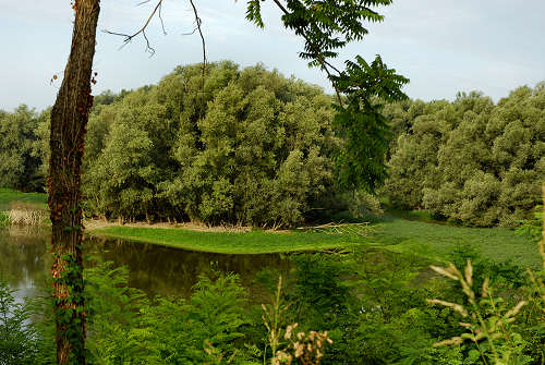 fiume Brenta a Pieve di Curtarolo