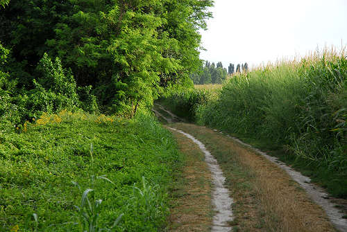 fiume Brenta a Pieve di Curtarolo