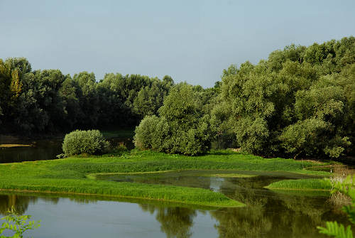 fiume Brenta a Pieve di Curtarolo