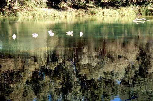 Fiume Brenta