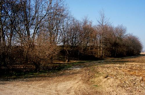 Motte - San Martino di Lupari