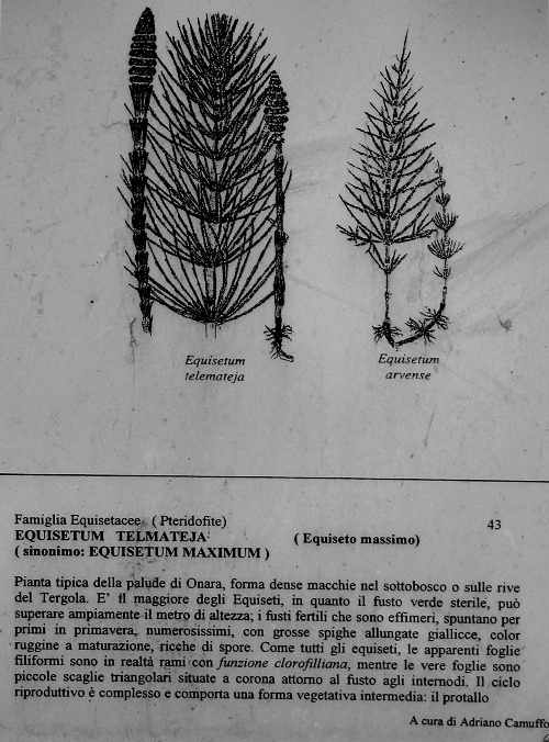 Oasi Naturalistica della Palude di Onara a Tombolo