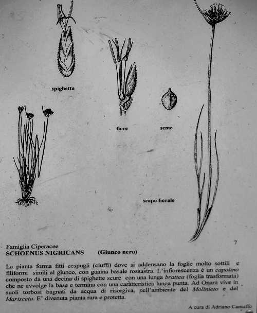 Oasi Naturalistica della Palude di Onara a Tombolo