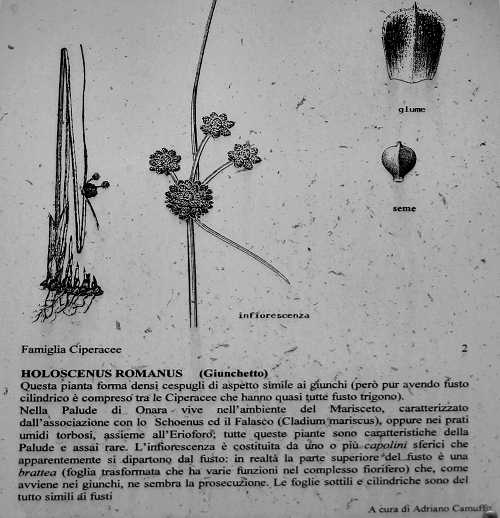 Oasi Naturalistica della Palude di Onara a Tombolo