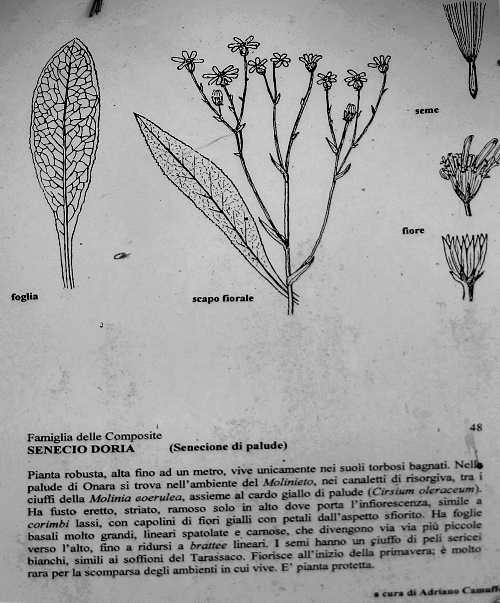 Oasi Naturalistica della Palude di Onara a Tombolo