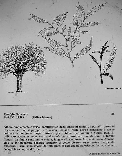 Oasi Naturalistica della Palude di Onara a Tombolo