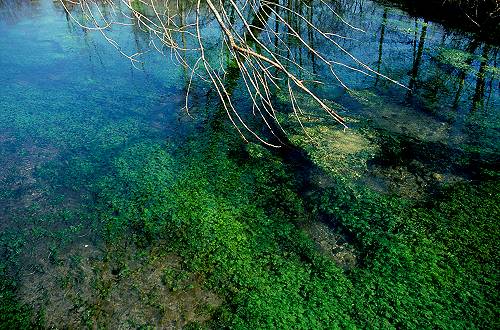 Palude di Onara a Tombolo, risorgive del fiume Tergola