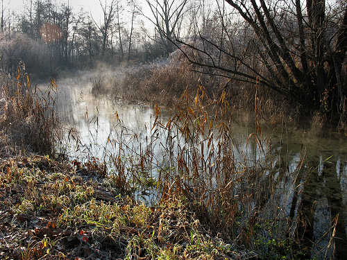 Palude di Onara a Tombolo, risorgive del fiume Tergola