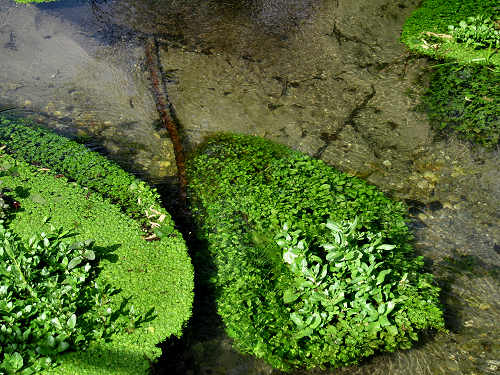 Palude di Onara a Tombolo, risorgive del fiume Tergola