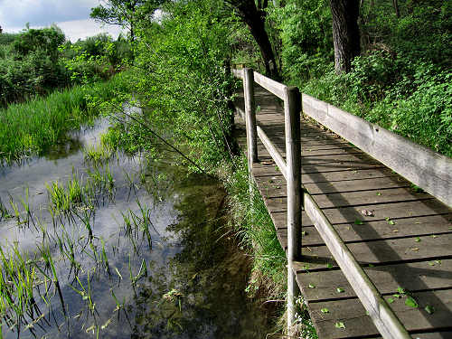 Palude di Onara a Tombolo, risorgive del fiume Tergola