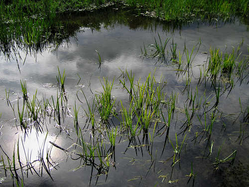 Palude di Onara a Tombolo, risorgive del fiume Tergola