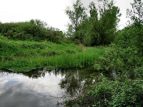 Palude di Onara a Tombolo, risorgive del fiume Tergola