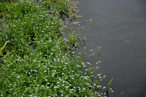 Palude di Onara a Tombolo, risorgive del fiume Tergola