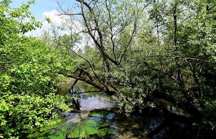 Palude di Onara a Tombolo, risorgive del fiume Tergola