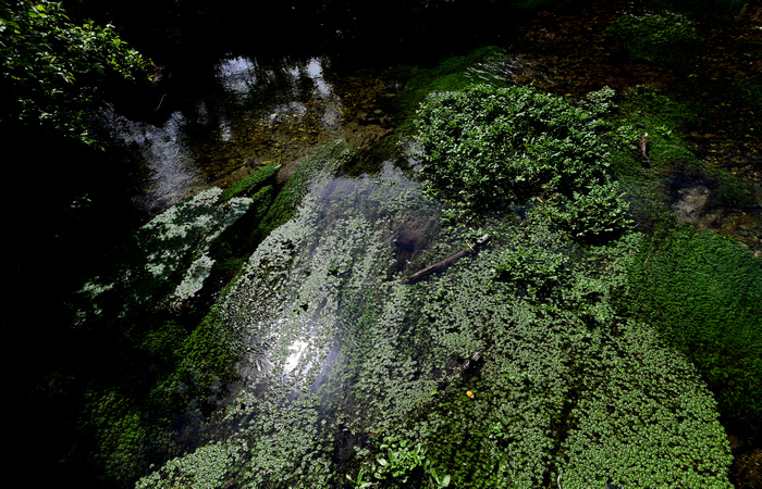 Palude di Onara a Tombolo, risorgive del fiume Tergola