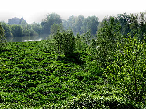argine Roncajette del fiume Bacchiglione - da Padova a Bovolenta