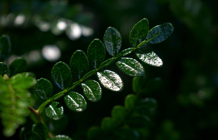 Orto Botanico di Padova giardino botanico universitario
