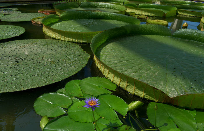 Orto Botanico di Padova giardino botanico universitario