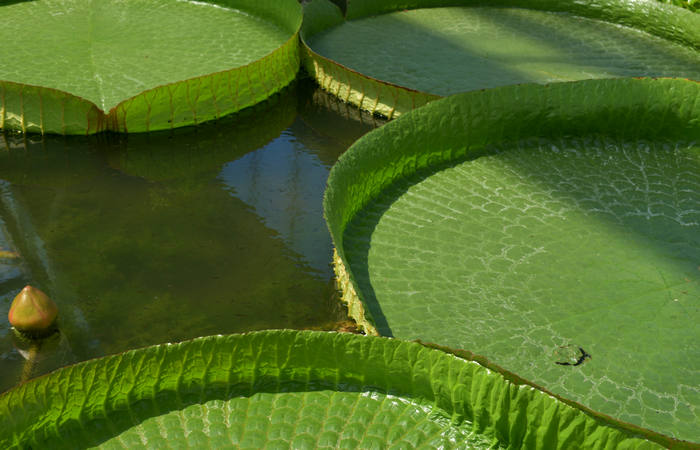 Orto Botanico di Padova giardino botanico universitario