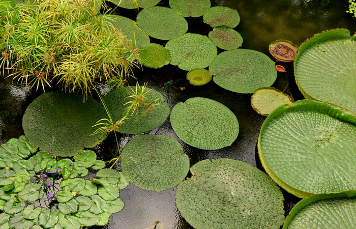 Orto Botanico di Padova giardino botanico universitario