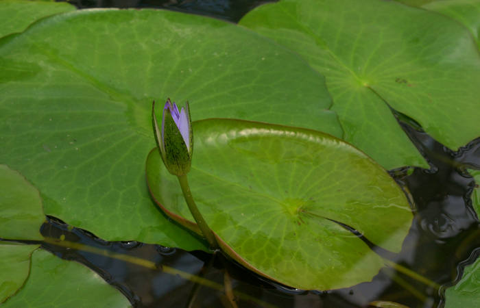 Orto Botanico di Padova giardino botanico universitario