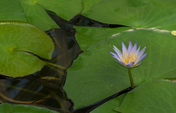 Orto Botanico di Padova giardino botanico universitario