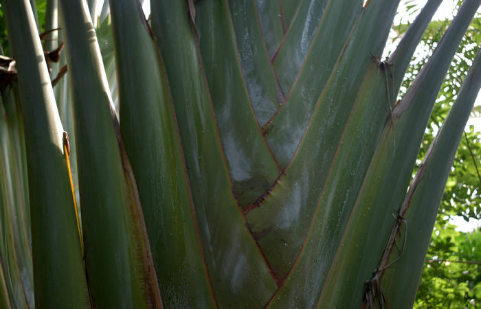 Orto Botanico di Padova giardino botanico universitario