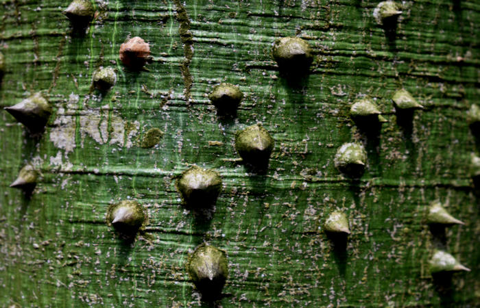 Orto Botanico di Padova giardino botanico universitario