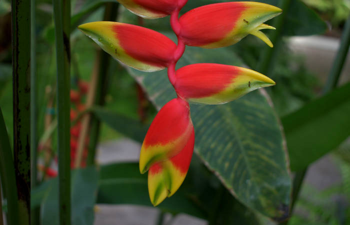 Orto Botanico di Padova giardino botanico universitario